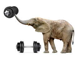 African elephant with dumbbell